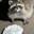 GrumpyGazmondo