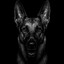 K-9
