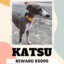 katsu the lost dog