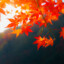 Komorebi