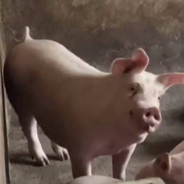 扫码看美羊羊洗澡