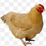 散养土鸡