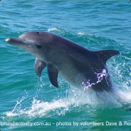 {ﮎtD} Nello Page 4000