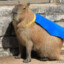 Superhero Capybara