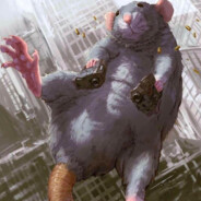 Rat