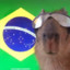 Brazilian Capybara