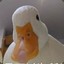 贼困TV.van♂duck