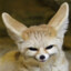 Fennec