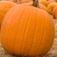 Pumpkin - steam id 76561197961169243