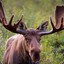 a moaning moose