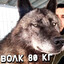 the волк Avatar of player the волк