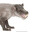 ratdog