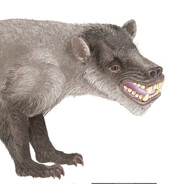ratdog avatar