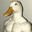 Goose