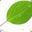 Leaf Stem