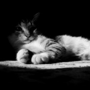 我赌你的枪里没有子弹