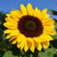 Tournesol