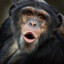 CHIMPANZEE