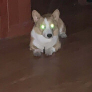 爱吃水手的大力菠菜