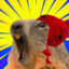 KINGMARMOTA EN OSOSMADUROS.COM