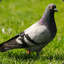 Pigeon