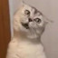 喵 .