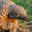 Pangolin