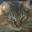 the cat god