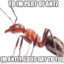 Antly (part of the band ANTZ)
