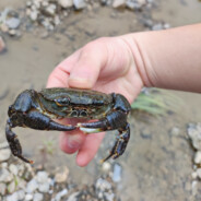 村口恶霸赵富贵