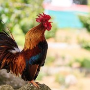 Supreme Cock