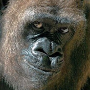 Ты Новичок? avatar