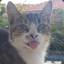 CAT POWER