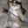 Kung Fu Kitty