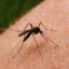 Medium sized mosquito