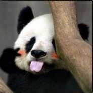 胆小骑龙又骑虎