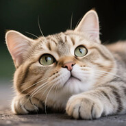 懒猫不太懒