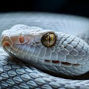 wHiTe sNaKe'