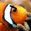 Clownfish }&lt;| |ᶞ&gt;