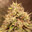 SweetWeed