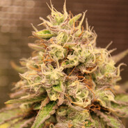 SweetWeed