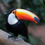 Toucan