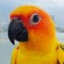 SunConure