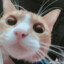 猫咪军团总司令