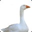 Goose