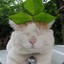 鸡儿献给党