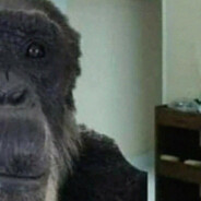 Gorilla Power