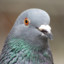 Thicc pigeon