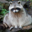 _raccoon_