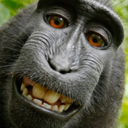 MonkeyBoo
